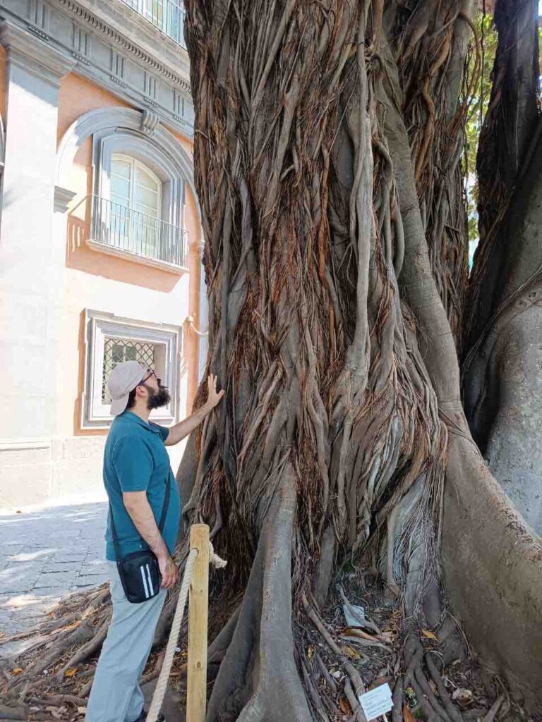 Ficus Magnolioides Palazzo Reale