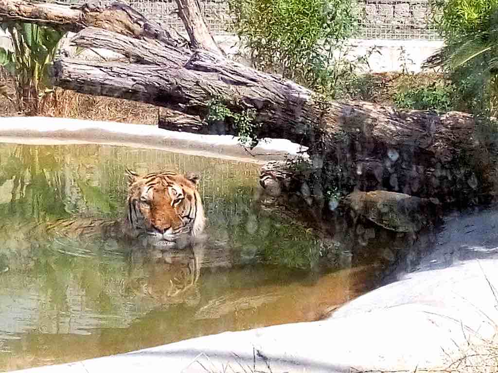 Zoo di Napoli